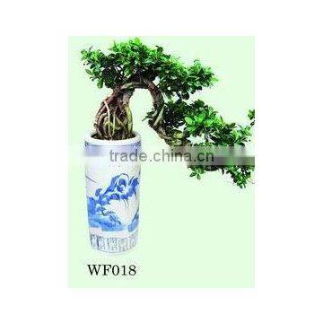 Ficus Bonsai