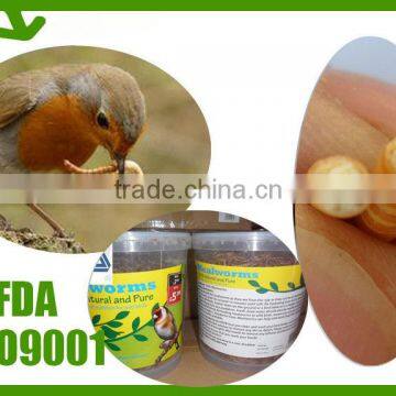 Dried Tenebrio Molitor ;yongzheng Mealworms Pet Birds food