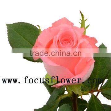 Wholesale Fresh Cut Rose Rose Flowers Diana With 0.8_1.2kg/bundle From Kunming photo-4