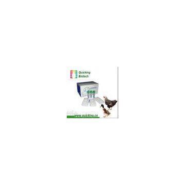 Avian Influenza Virus Ab Rapid Test