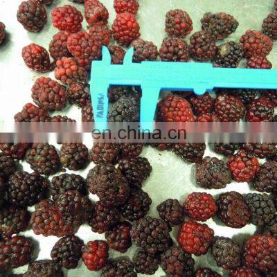 Sinocharm BRC-A Approved Fresh IQF Frozen Nutrition Blackberry With High Quality photo-4