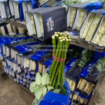 Natural Fresh China Rose Bouquet Fresh Cut Flower Best Quality Grade a Decorative 20PCS/Bundle photo-4