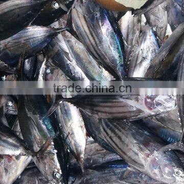 Salt Water Frozen Skipjack Tuna Fish photo-2