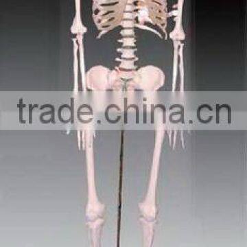 170CM Skeleton model