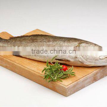 Royal Seabass (Corvina)