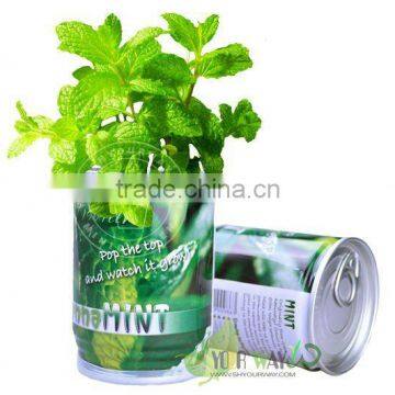 Tin Can flower,mints in a tin
