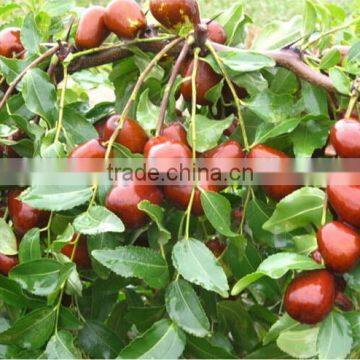 Red Jujube, Dried Chinese date, Red dates