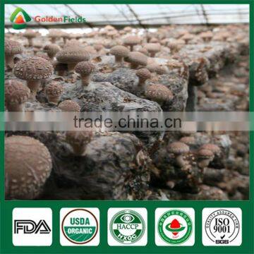 Shiitake Farm,Shiitake Growing,Shiitake Growing Kit photo-6