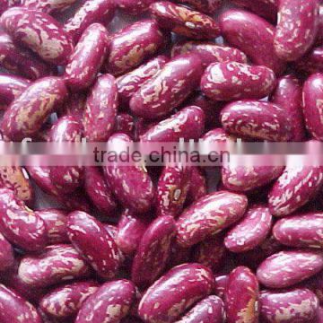 purple speckled kidney bean