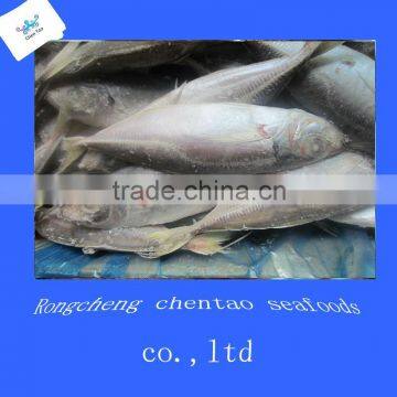 Frozen Horse Mackerel price hot sale