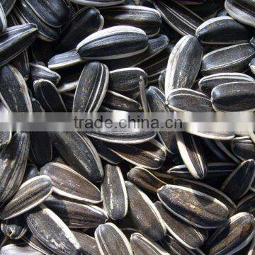 Chinese Black Sunflower Seed photo-6