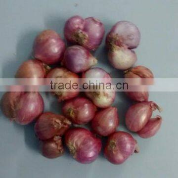 Fresh Quality Indian Janda Onion