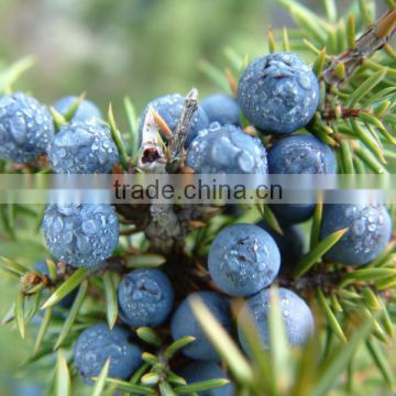 Juniper Berry Oil Essential Oils.