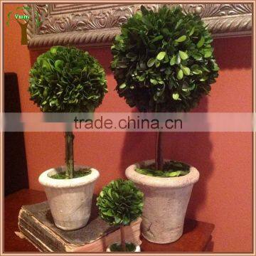 Decorative Single Prserved Boxwood Ball Tree photo-2