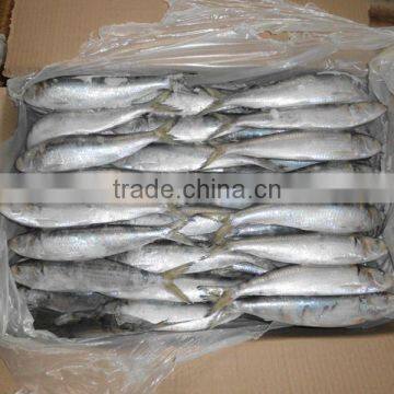 Good quality for bait frozen Sardines