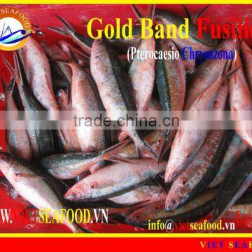 FROZEN GOLD BAND FUSILIER WHOLE ROUND