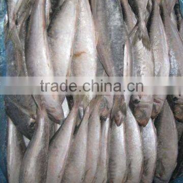 HORSE MACKEREL(100-200g)