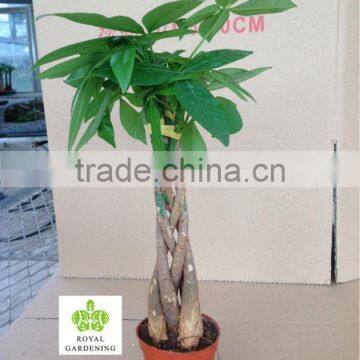 Pachira aquatica five braided