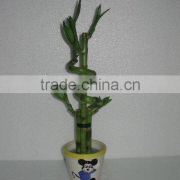 Lucky Bamboo Dracaena Sanderiana Wholesale Mini Plant photo-2