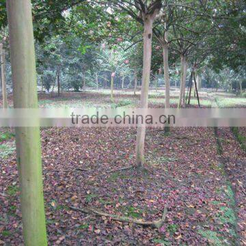 lagerstroemia indica D7cm trunk height 1.8m