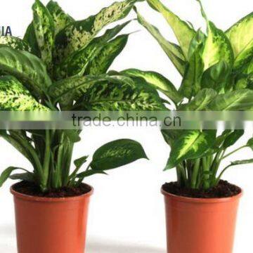 DIEFFENBACHIA