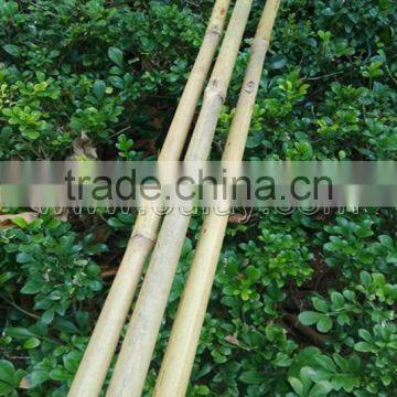 Thick Wall and Strong Tonkin Bamboo Canes for Supporting Plants at Cheap Price photo-3