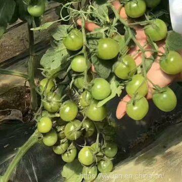 cherry tomato seeds hot tomato greenhouse plant  tomato seeds no.74