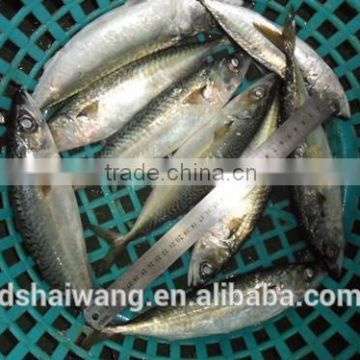 Best quality Pacific Mackerel with size 8 - 10 pcs / kg