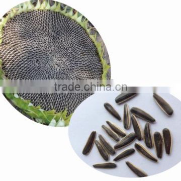 1316 Orobanche Resistance sunflower seeds