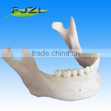 Lower dental Jaw dental Teeth Model(28 tooth) for study