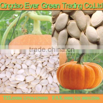 new crop snow white pumpkin seeds 11cm 13cm