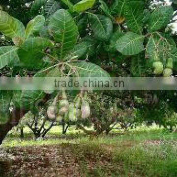 Suvimie Ceylon Ovened Cashew (Full Nut) photo-4