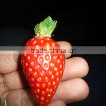 Fresh Strawberry