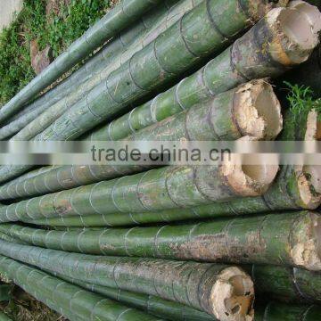 6Meter moso bamboo cane for building