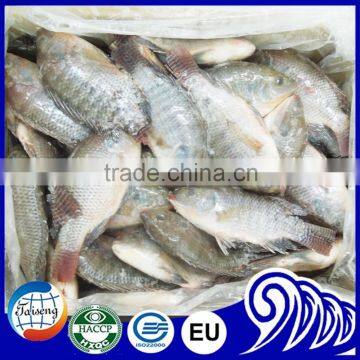 Frozen Tilapia Wholesale Price photo-5