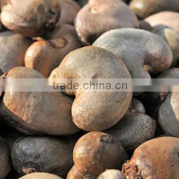 Raw Cashew Nuts / Wholesale Price Cashews