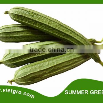 High Yield F1 Hybrid Ridge Luffa- Asian Vegetable Seed - SUMMER GREEN 04