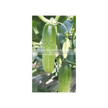 Hybrid cucumber seeds for growing-Johan No.1