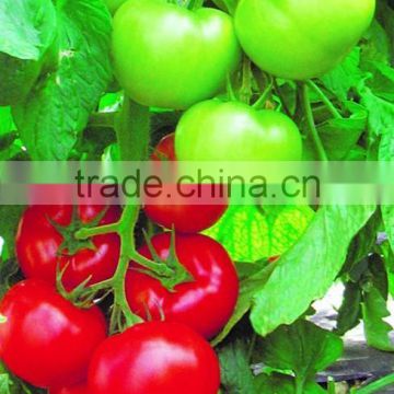 strong growth and continous fruitsetting tomato seeds Daniel F1