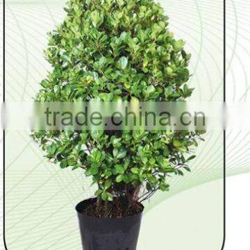 ficus microcarpa