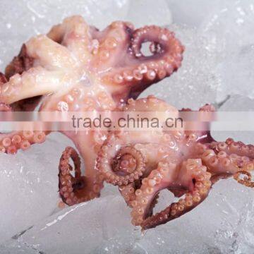 Frozen Baby Otopus IQF photo-2