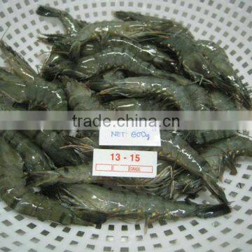 Shrimp