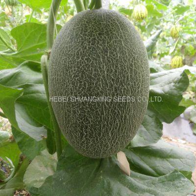 Good Taste F1 Hybrid Hami Melon Seeds Price photo-3