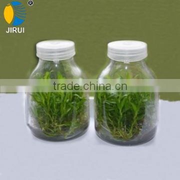 600ml Tissue culture jar