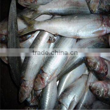 Frozen sardine process canning