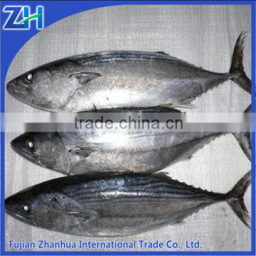 Frozen bonito tuna whole round manufacture price