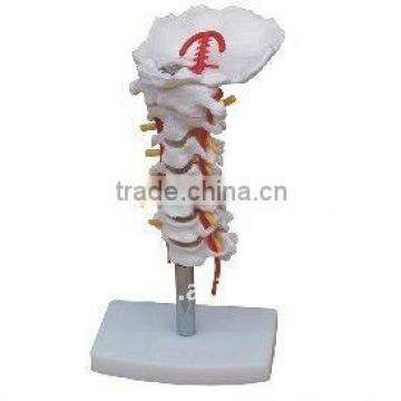 Cervical Vertebral Column with Neck Artery