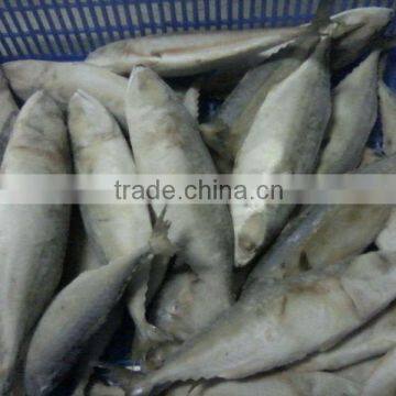 SIZE 8/10: FROZEN WHOLE INDIAN MACKEREL