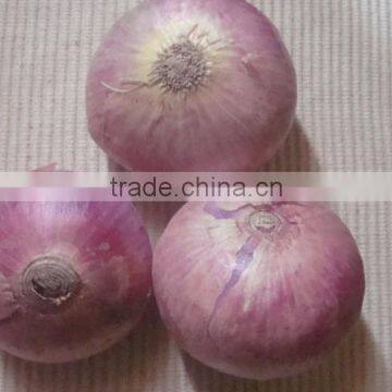 Fresh Red Onion