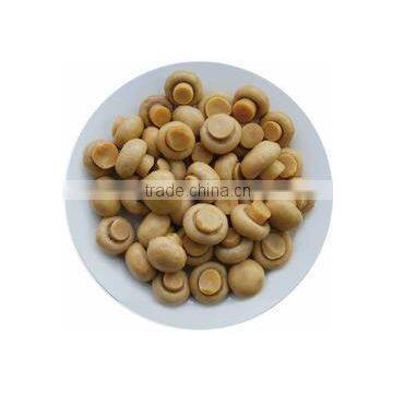 Wholesale Fresh Whole Canned Mushroom for Import